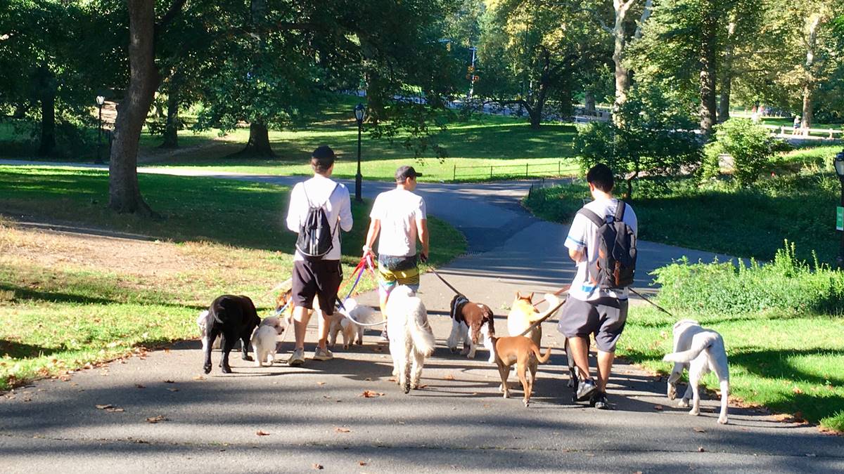 Ett av de bästa sätten att tillbringa tid med din hund i parken